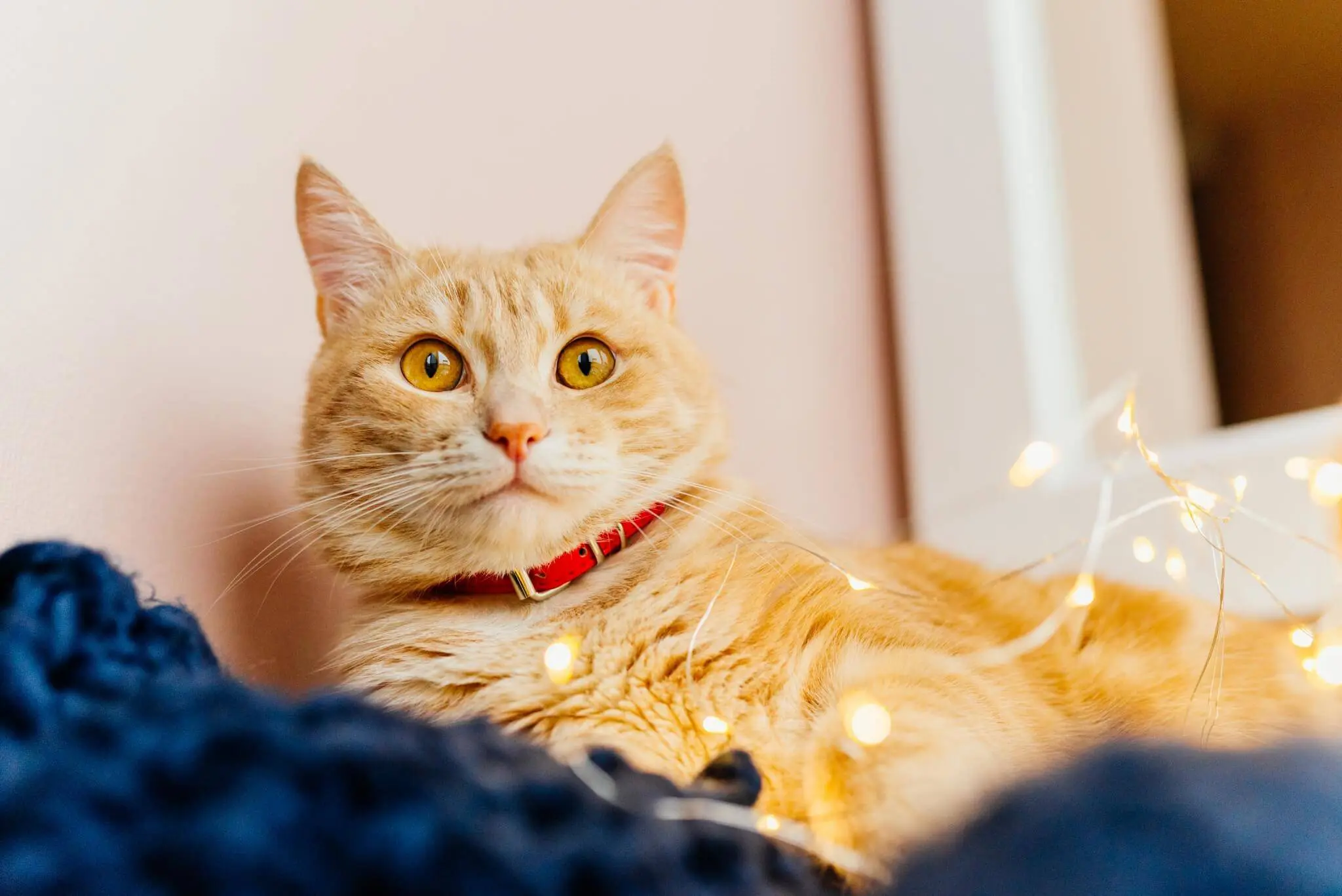 Quel Age Humain A Votre Chat Arboricat