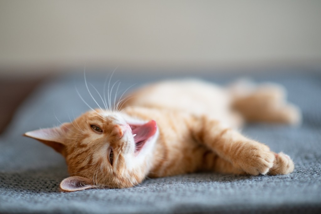 Dentition du chat tout savoir Arboricat