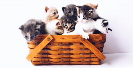 six des plus beaux chats du monde dans un panier