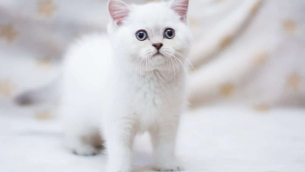 chat munchkin blanc