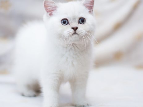 chat munchkin blanc