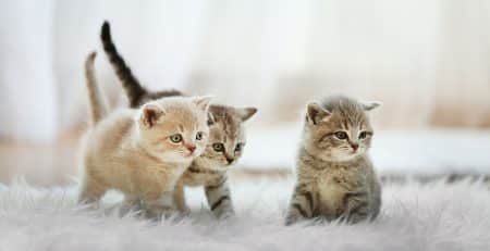 Photo de trois chatons