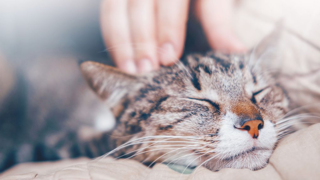 Chat allongé les yeux fermés dans les bras d'une personne