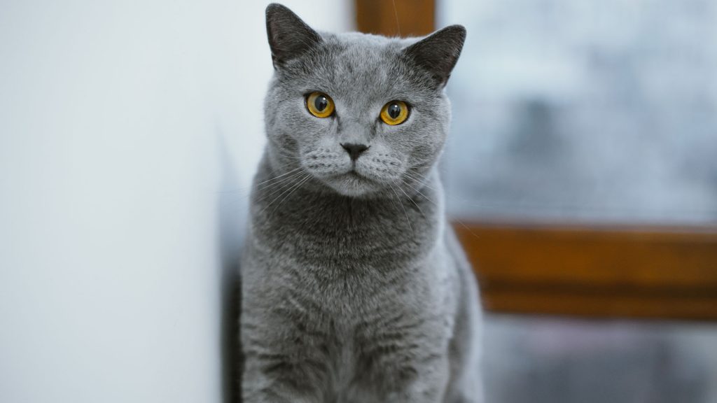 Chat chartreux bleu-gris avec des yeux orange