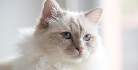 Portraitd'un magnifique chat blanc aux yeux bleus