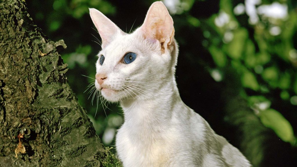 Photo d'un foreign white aux yeux bleus assis dans un arbre
