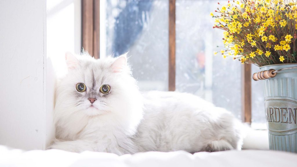 Photo d'un chat persan blanc aux yeux jaunes allongé