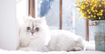 Photo d'un chat persan blanc aux yeux jaunes allongé