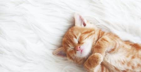 Photo d'un petit chat roux