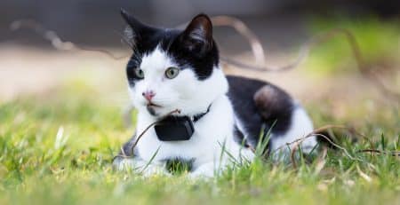 Chat noir et blanc allongé dans l'herbe, portant un collier GPS pour chat