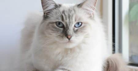 Photo d'un chat ragdoll blanc aux yeux bleus