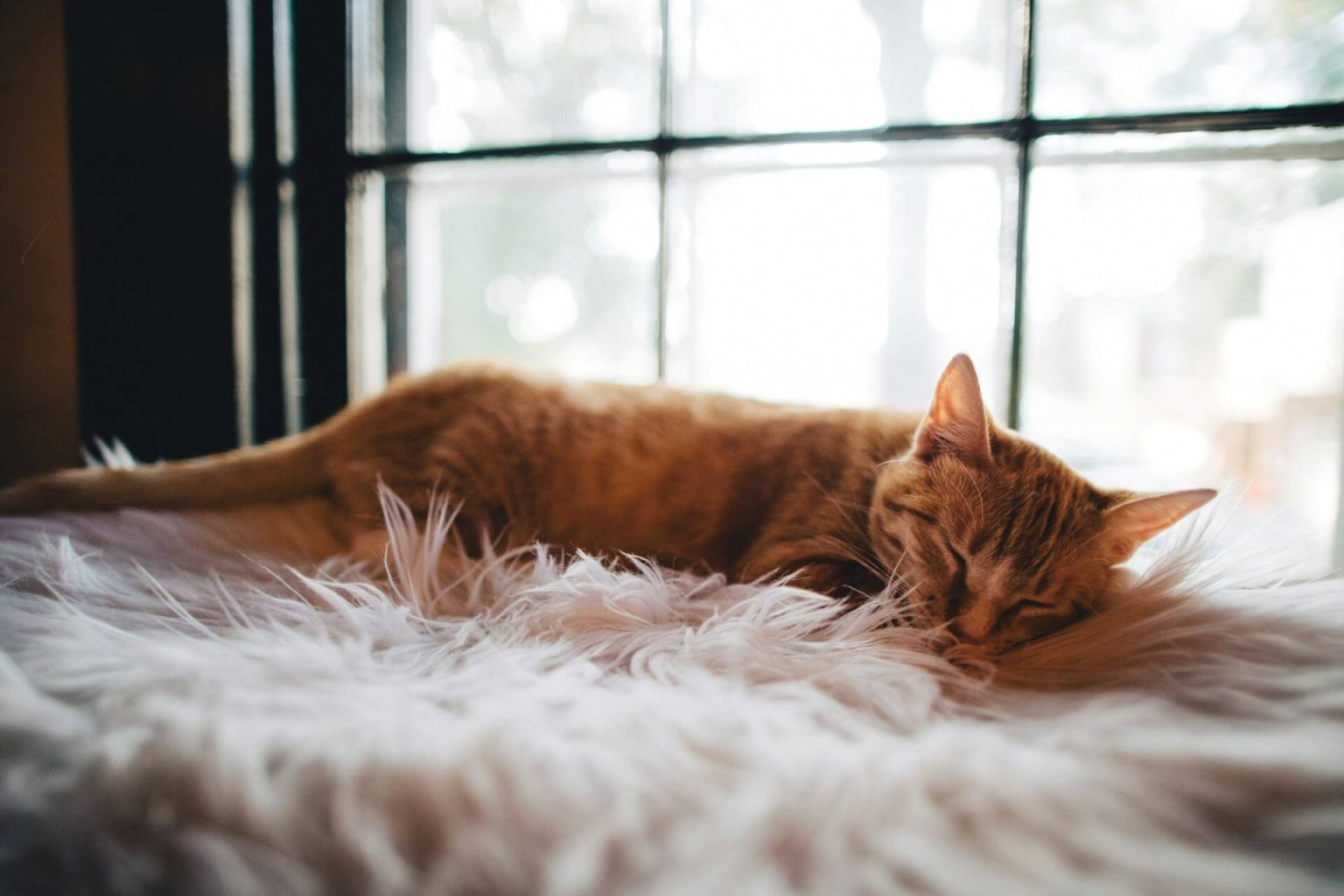 Le chat roux Tout savoir (caractéristiques, légendes et soins) Arboricat