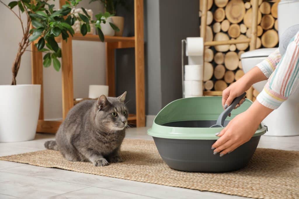 Personne en train d'entretenir la litière de son chat