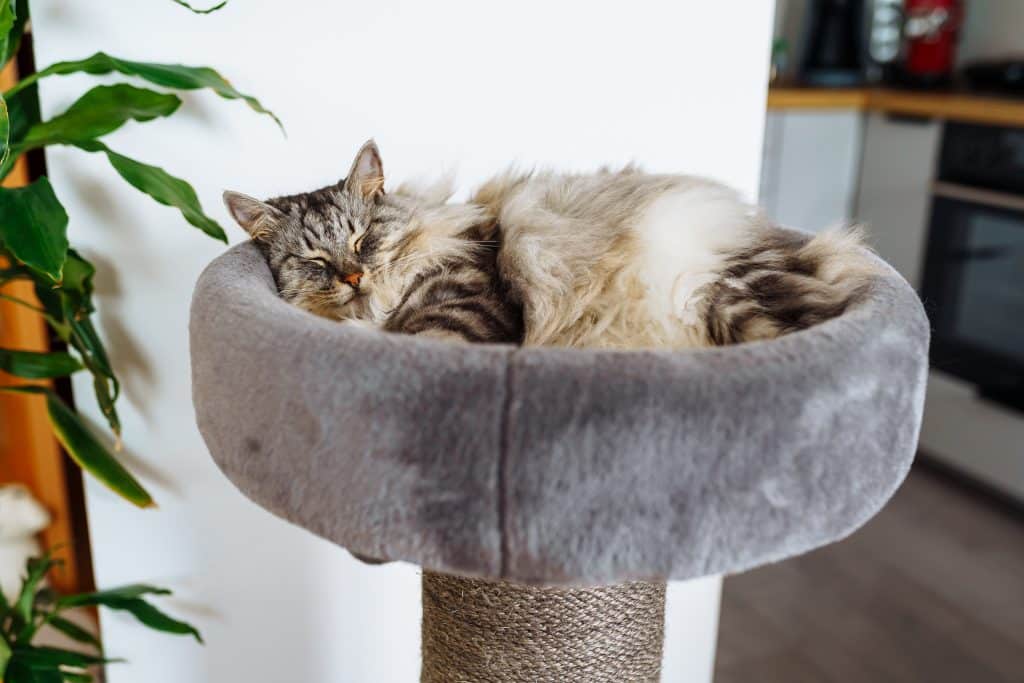 Chat posé dans un espace pour chat dans un petit appartement