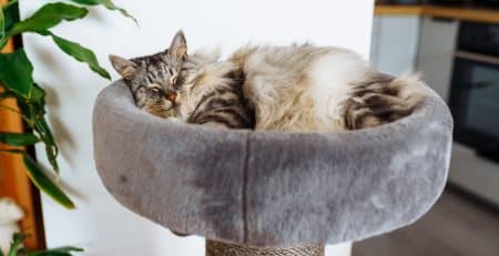 Chat posé dans un espace pour chat dans un petit appartement