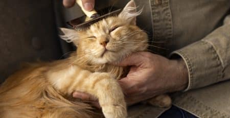 Hygiène féline, découvrez les gestes à réaliser pour pouvoir prendre soin de la santé de votre chat.