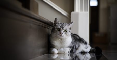 Photo d'un chat venant d'être adopté, allongé dans un escalier