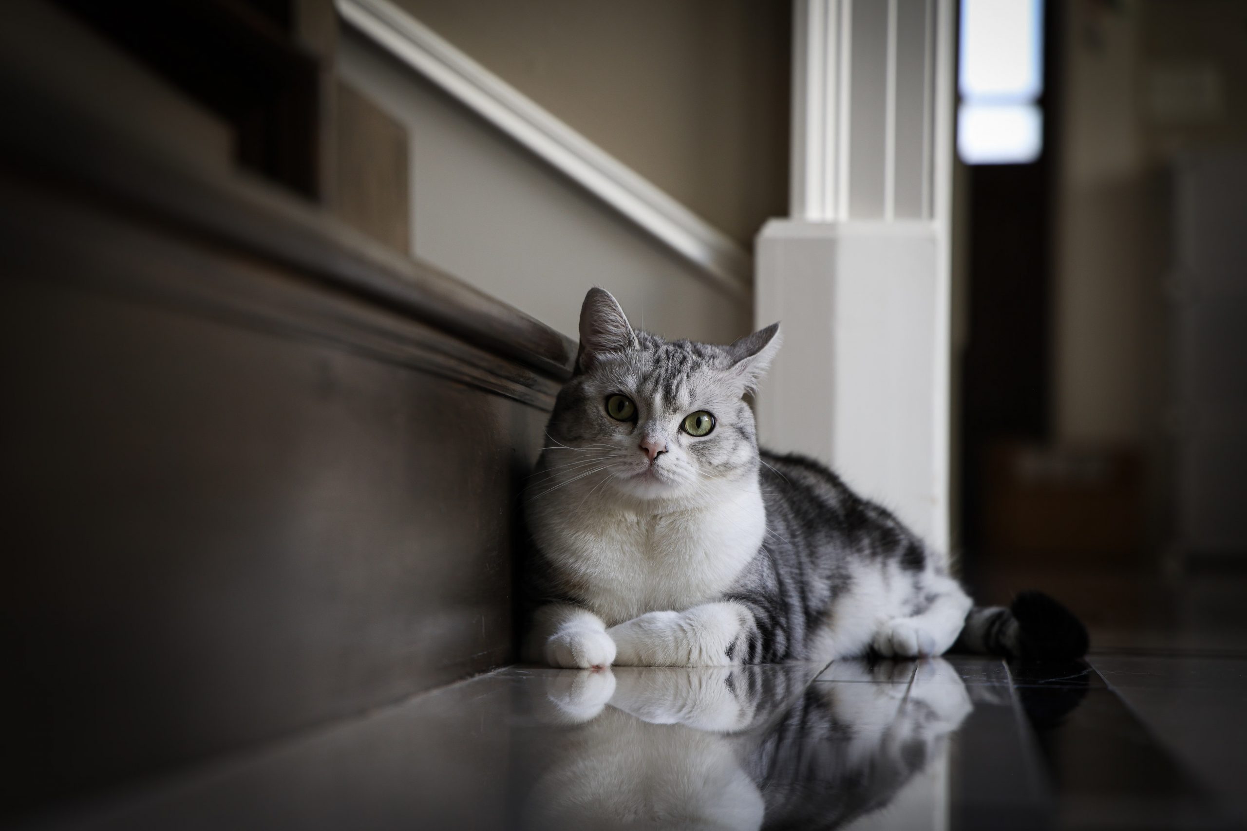 Photo d'un chat venant d'être adopté, allongé dans un escalier