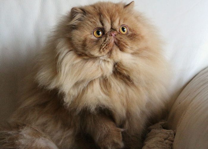 photo d'un chat de race persan